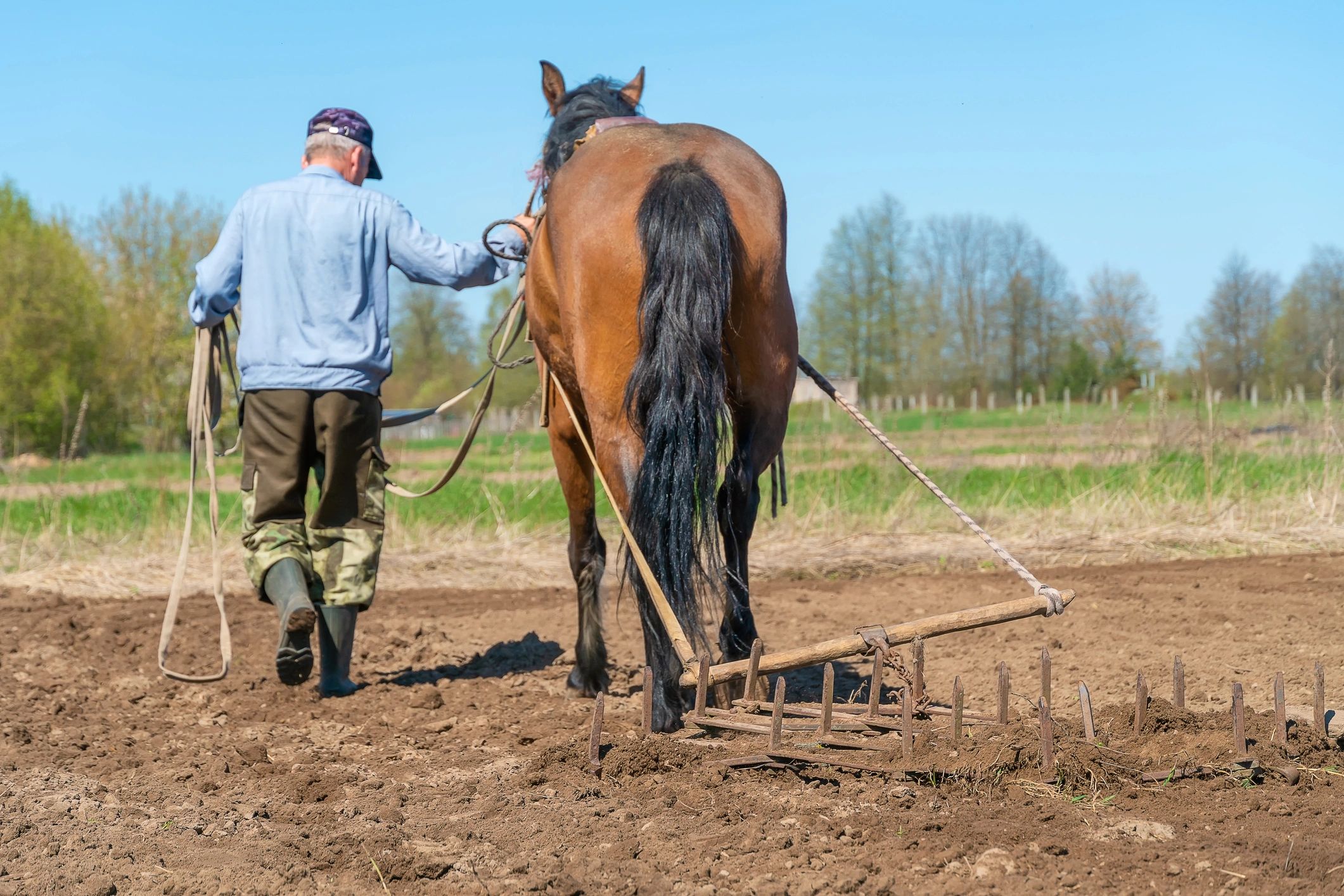 Man farmer with a horse harrowing a field