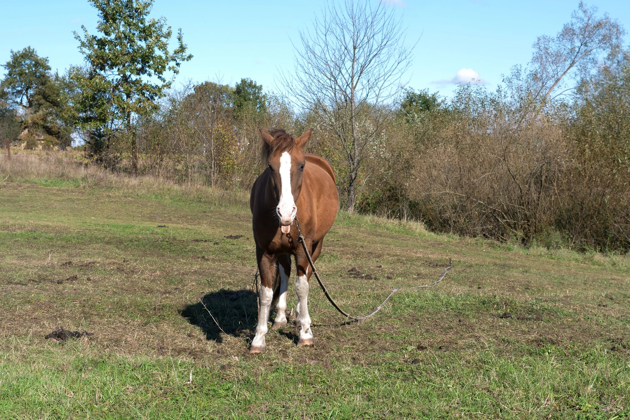 Horses graze in the field. Agriculture. Caring for