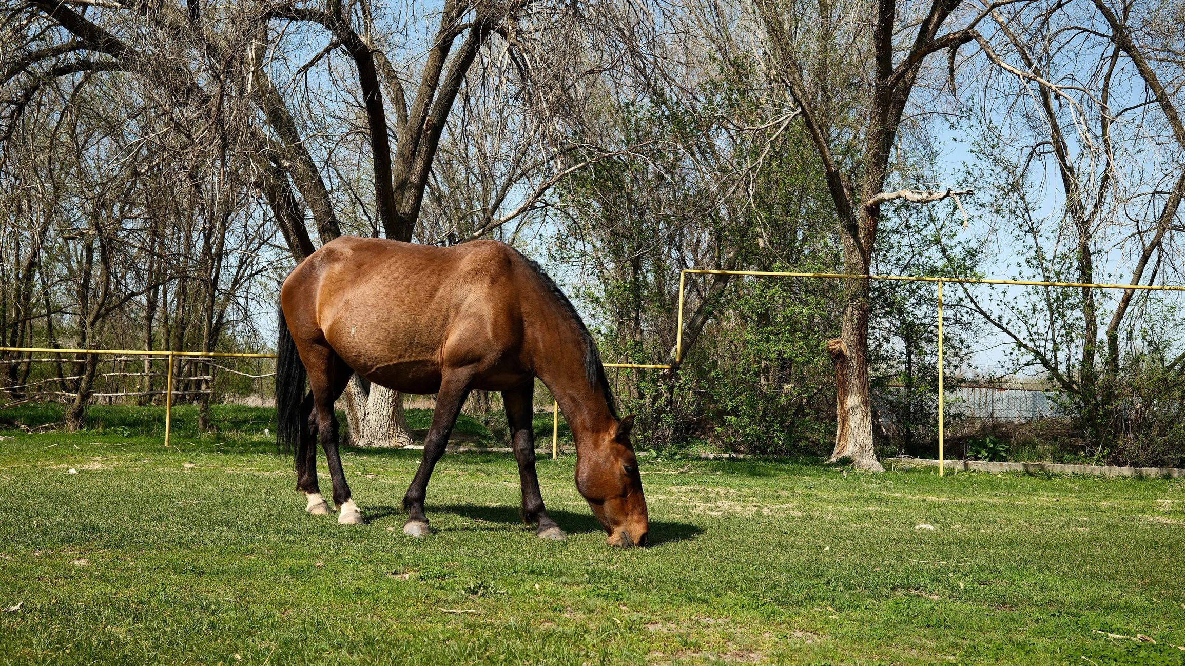 Horse grazing in meadow pasture with trees in the background